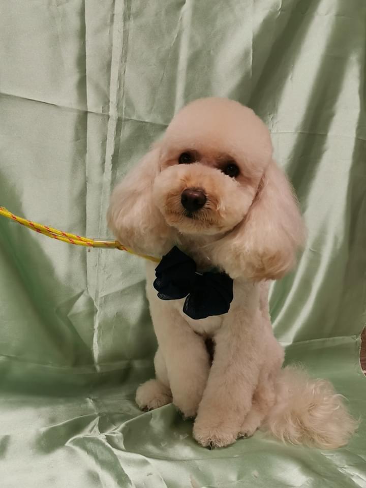 Cucciolandia Cucciolandia, ecco il dolce Lucky tosato e pronto per